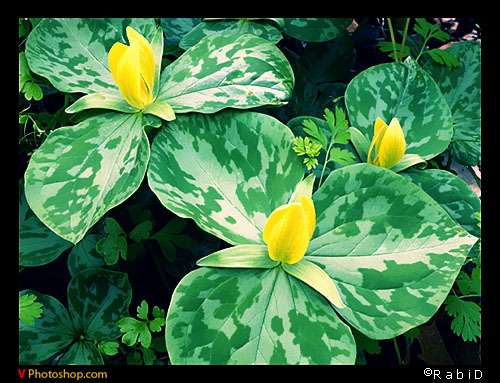 Căn chỉnh ảnh pro hiệu ứng hình ảnh Film